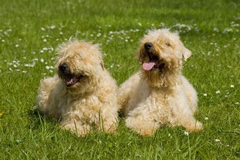 For Ukrainian farmers, however, there are more-immediate problems. . Coventry farm wheaten terriers